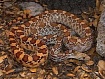 Сосновая (гоферовая) змея het.Albino; M  (Pituophis catenifer)