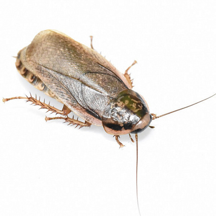 Таракан Мраморный