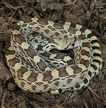 Сосновая (сонорская) змея Albino (Pituophis catenifer "Albino.")