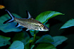 Акулий бала (Balantiocheilos melanopterus)
