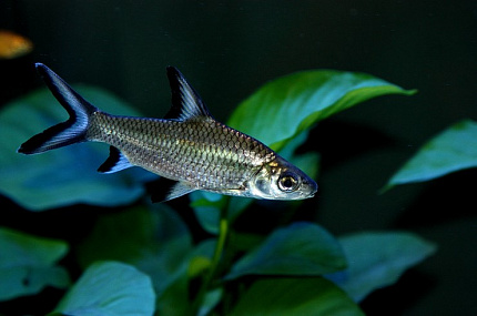 Акулий бала (Balantiocheilos melanopterus)