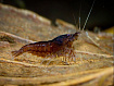 Креветка шоколадная неокаридина (Chocolate Neocaridina)