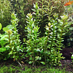 Аммания Бонсай (Ammania sp.«Bonsai»)
