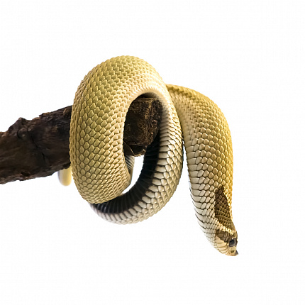 Уж свиноносый "Superconda", (Heterodon nasicus Superconda)