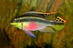 Пельвикахромис пульхер  (Pelvicachromis pulcher), S