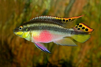 Пельвикахромис пульхер  (Pelvicachromis pulcher), S
