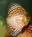 Дискус голубиная кровь - шахматная доска (Symphysodon aequifasciatus var.)