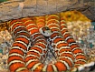 Королевская змея горная Кноблоха (Lampropeltis pyromelana knoblochi) S