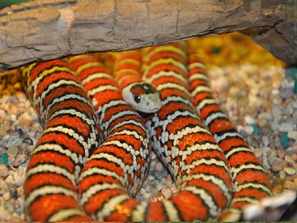 Королевская змея горная Кноблоха (Lampropeltis pyromelana knoblochi) S