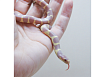 Королевская змея красивобрюхая "Albino"; S