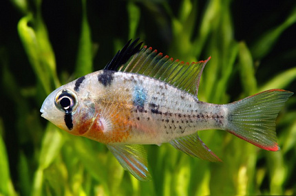 Апистограмма Боливийская бабочка (Mikrogeophagus altispinosus)