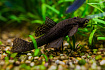 Анциструс обыкновенный М (Ancistrus dolichopterus)