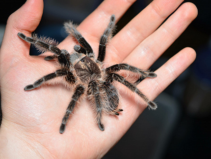 Паук Птицеед брахипельма альбопилозум; S (Brachypelma albopilosum)