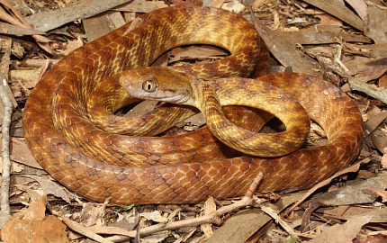 Бойга бурая, M