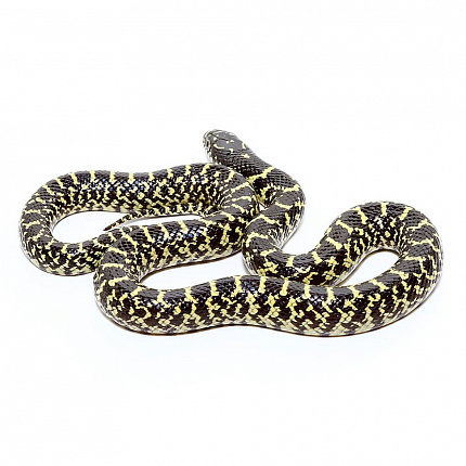 Королевская змея великолепная, (Lampropeltis splendida) S