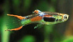 Гуппи вильчатая "Венесуэлла" (Poecilia reticulata var.)