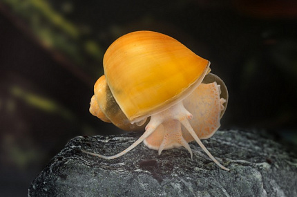 Улитка ампулярия желтая, M ( Pomacea bridgesii yellow)