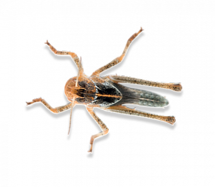 Саранча уп 1/10