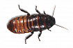 Таракан "Мертвая Голова", L