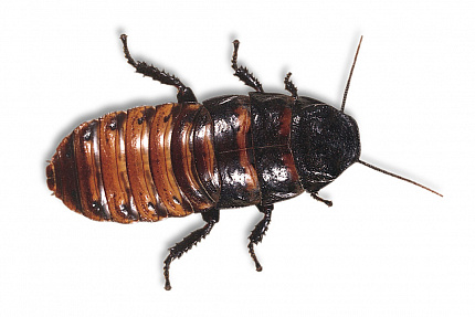 Таракан "Мертвая Голова", L