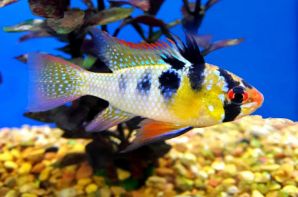 Апистограмма Рамирези (Apistogramma of Ramirezi)