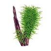 Колючий мох "Спайки" (Spiky moss)