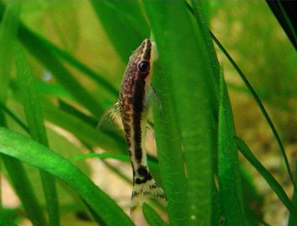 Отоцинкл обыкновенный, аффинис (Otocinclus affinis)