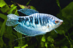 Гурами мраморный  (Trichogaster trichopterus), L