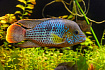 Акара бирюзовая (Andinoacara rivulatus)